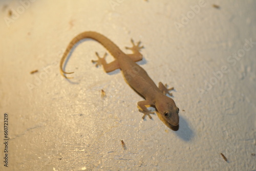 Lepidodactylus lugubris, known as the mourning gecko or common smooth-scaled gecko, is a species of lizard, a gecko of the family Gekkonidae. This photo was taken in Japan.  photo