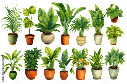 set of deciduous indoor plants in pots, watercolor, popular house plants, drawing isolated on transparent background
