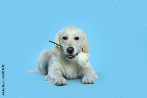 Cute Labrador Retriever with beautiful rose flower on light blue background