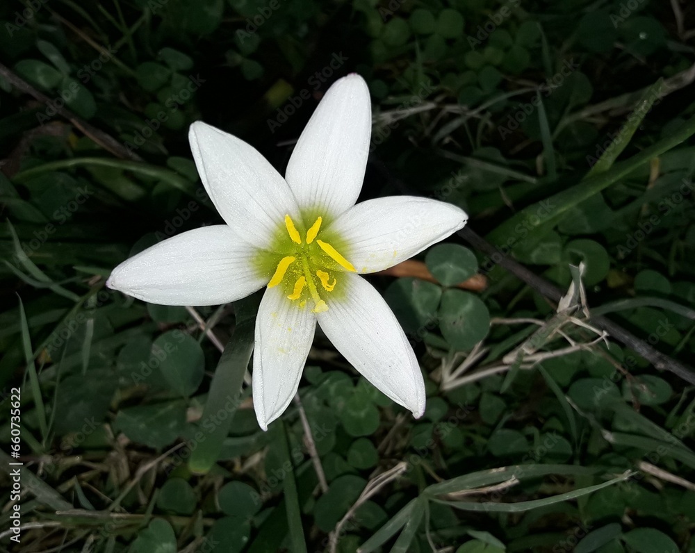 Obraz premium white and yellow flower