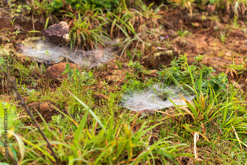 spider web on the grass. Selective focus. High quality photo