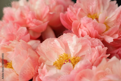 Many beautiful pink peony flowers  closeup view