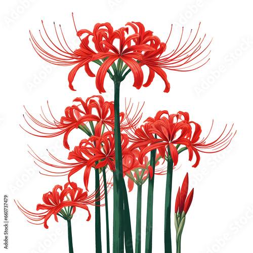 red spider lily, hurricane lily, cluster amaryllis photo