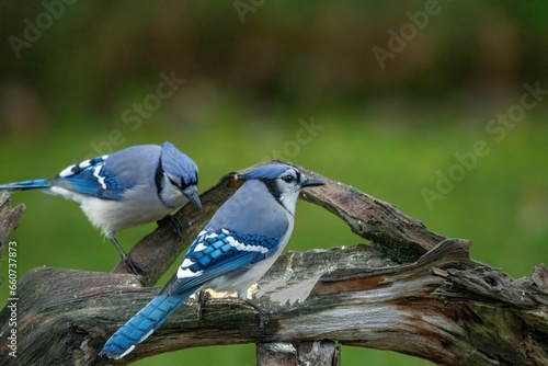 Blue Jays perched on a branch © jamie