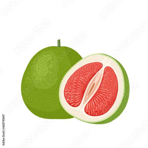 Vector illustration, pomelo or citrus grandis, isolated on white background.