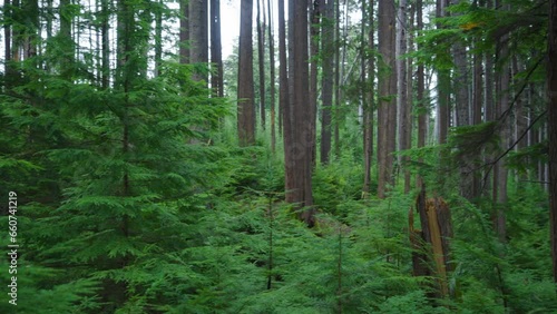 A second growth forest in coastal northern British Columbia photo