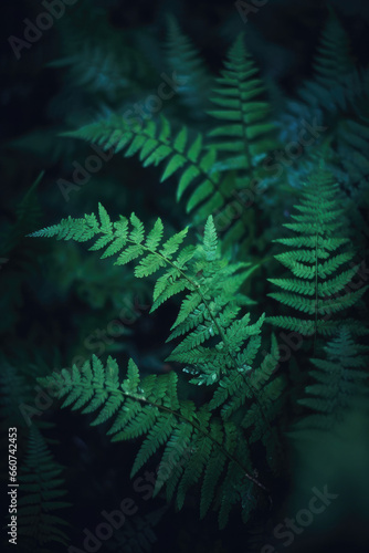 Native fern branches in a dark natural forest  with beautiful green leaves and silver cool cinematic lighting. Dark rainforest  subtropical  close up nature photography of plants and trees