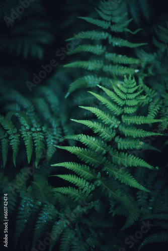 Native fern branches in a dark natural forest, with beautiful green leaves and silver cool cinematic lighting. Dark rainforest, subtropical, close up nature photography of plants and trees © dreamalittledream