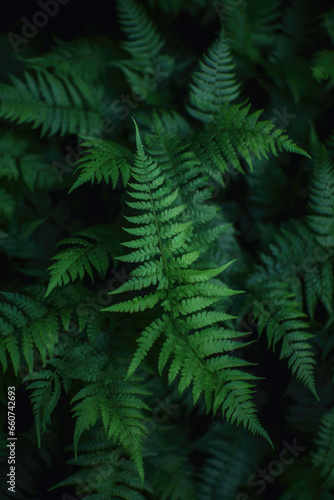 Native fern branches in a dark natural forest  with beautiful green leaves and silver cool cinematic lighting. Dark rainforest  subtropical  close up nature photography of plants and trees