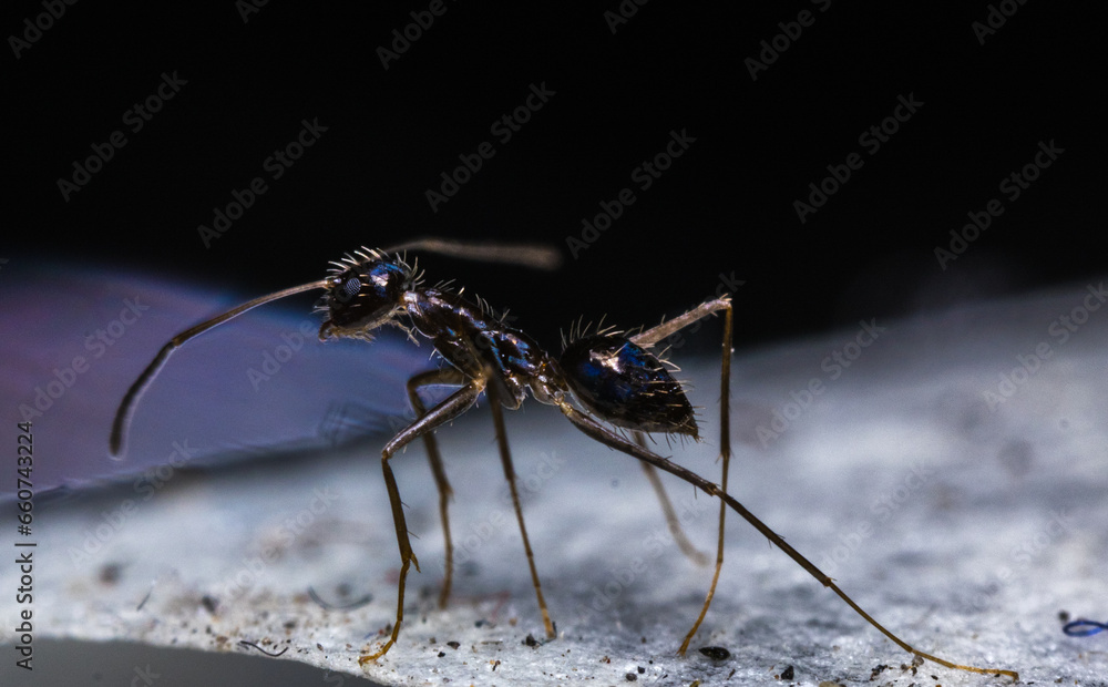 HORMIGA HORMIGA
