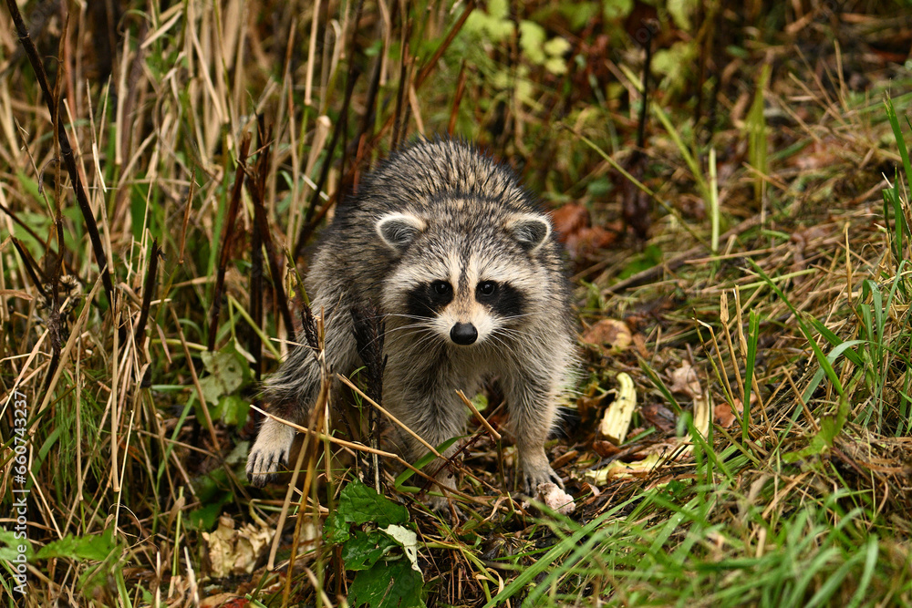 A young raccoon walking through the tall grass in a ditch along a country road A young raccoon walking through the tall grass in a ditch along a country road