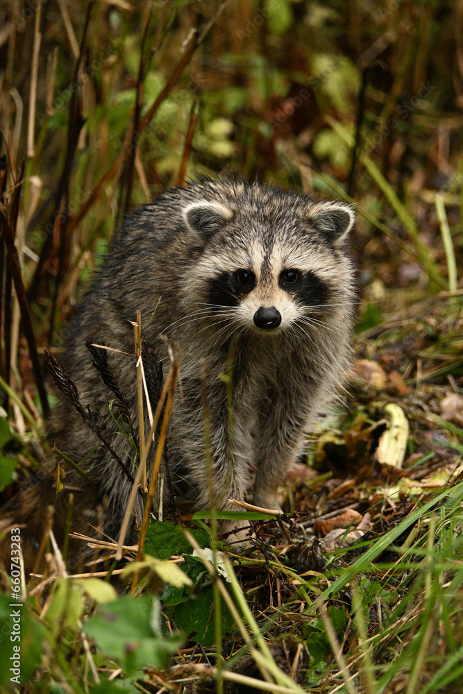 A young raccoon walking through the tall grass in a ditch along a country road A young raccoon walking through the tall grass in a ditch along a country road