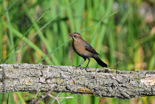 A beautiful Rusty Blackbird perched on a fallen tree in a wet forested area photo