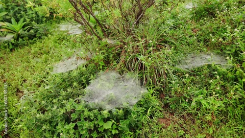 spider web on the grass in morning