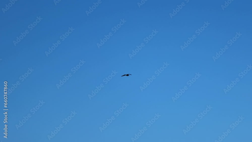 Hooded Crow is flying high in the blue sky Hooded Crow is flying high in the blue sky