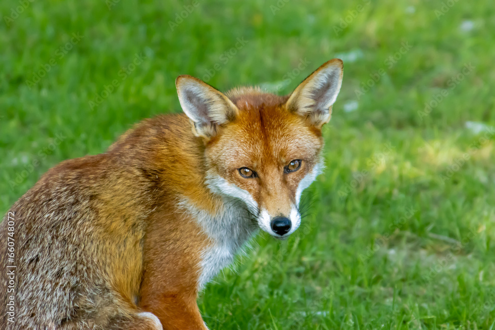 red fox in the wild red fox in the wild