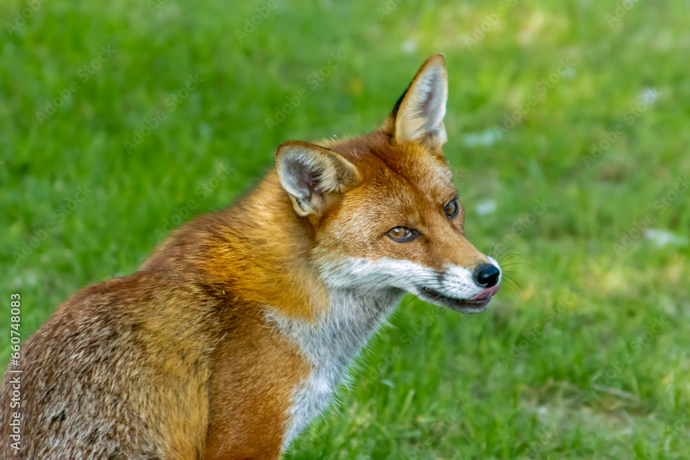 red fox in the wild red fox in the wild