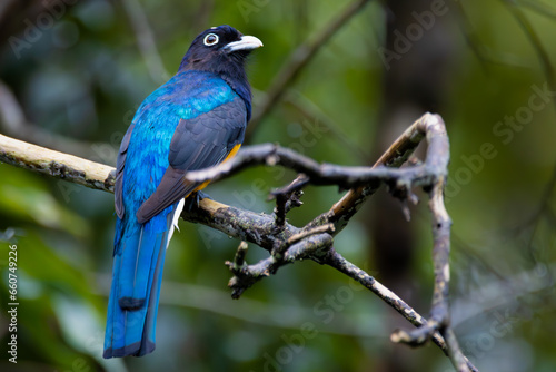 blue bird on a branch © Ubirajara Oliveira