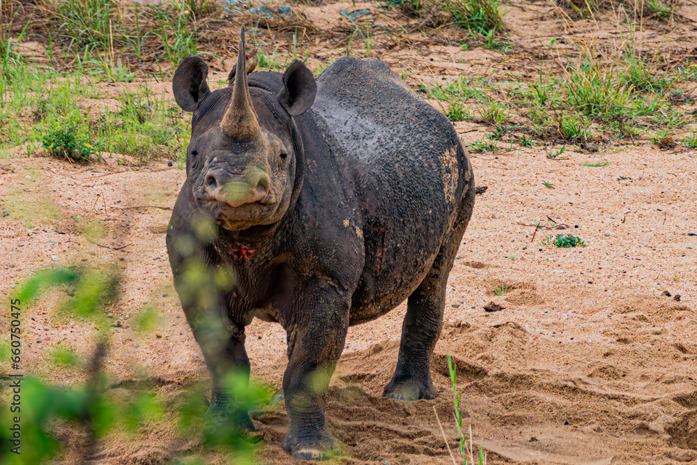 Fototapeta premium Rinoceros