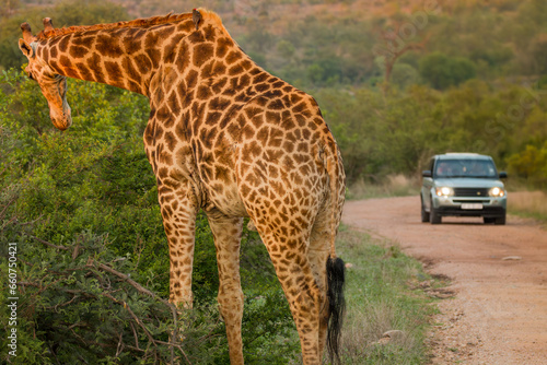 giraffe in the savannah