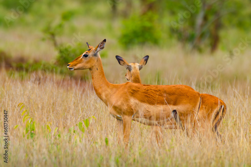impala in the grass