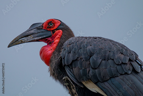 red billed hornbill © Ubirajara Oliveira