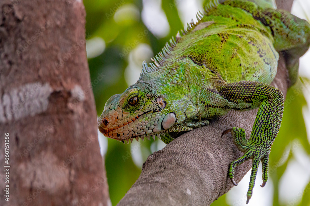 iguana on a branch
