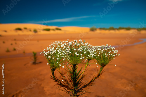 landscape with a flower