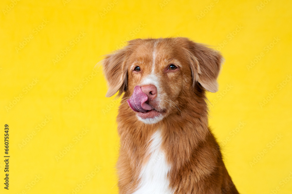 Cute red dog on a yellow background. Nova Scotia duck tolling retriever licks his lips. Pet in the studio, canine fur portrait