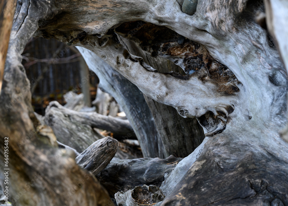 The bizarre twists of the roots of a snag of a felled tree