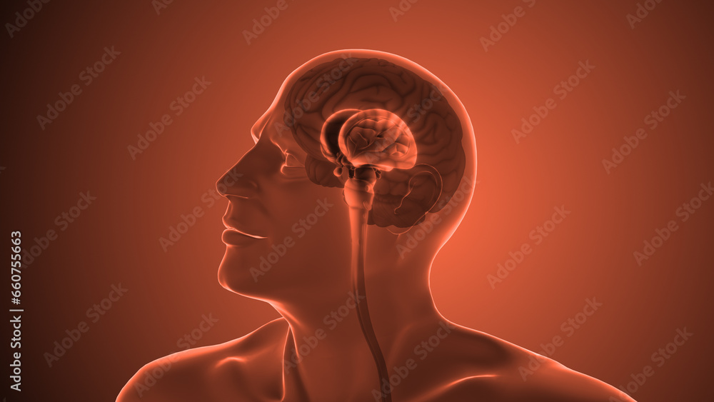Human brain anatomy medical concept - obrazy, fototapety, plakaty 