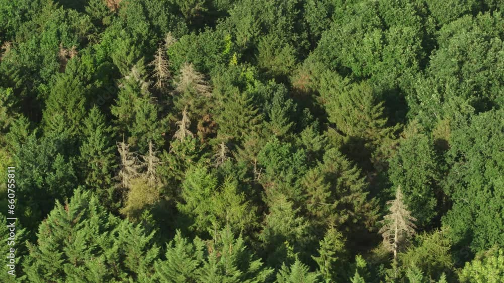 Aerial drone shot of forest woodland in the countryside with evergreen trees