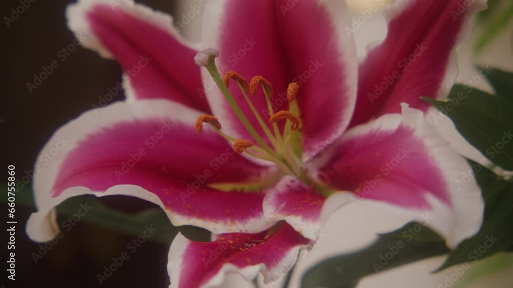Close up of large pink flower Close up of large pink flower