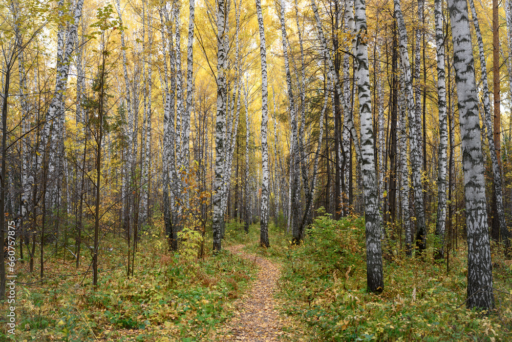 A path in the birch forest in autumn
