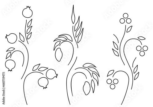 Mango, pomegranate and grape plants and fruits isolated on white background. Stylized floral elements for kitchen interior design, restaurant menu, card, ets. Not AI created. Vector illustration. Set.