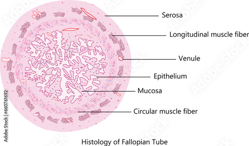 Understanding the Histology of the Fallopian Tube: Structure and Function Explained