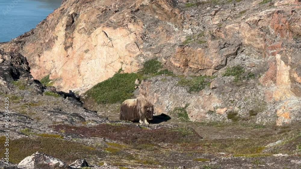 Muskox (Ovibos moschatus) in the mountainous terrain of the island of Immikkeertikajik. Scoresbysund, Greenland. Muskox (Ovibos moschatus) in the mountainous terrain of the island of Immikkeertikajik. Scoresbysund, Greenland.