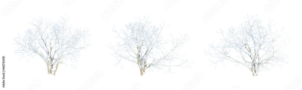 Snow covered tree isolated on white