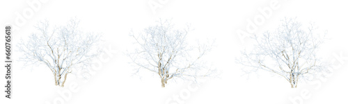 Wallpaper Mural Snow covered tree isolated on white Torontodigital.ca