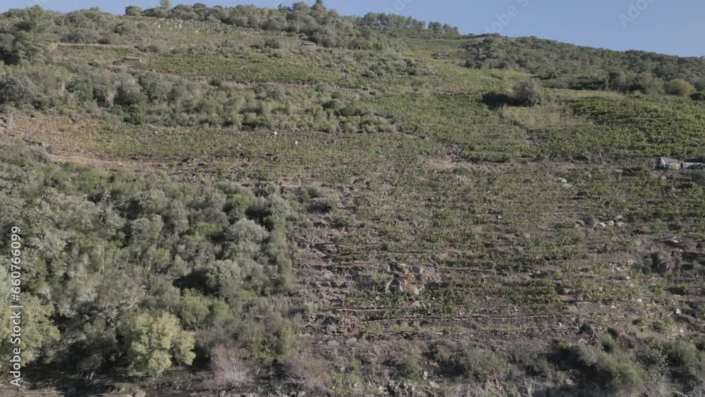 Grape harvest in the vineyards on Sil Canyon hill, Ribeira Sacra, Spain Grape harvest in the vineyards on Sil Canyon hill, Ribeira Sacra, Spain