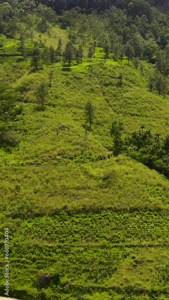 Tea plantations in Sri Lanka. Mountain landscape with tea estate. Tea plantations in Sri Lanka. Mountain landscape with tea estate.