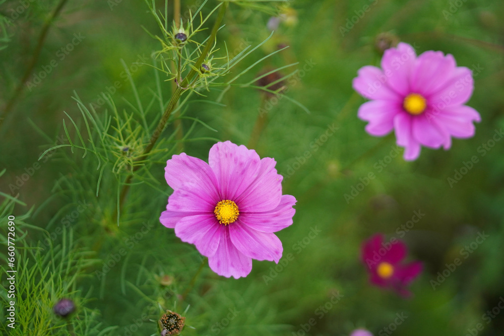 Obraz premium pink cosmos flower