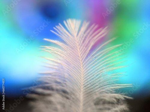 Macro of chicken feather with defocused colorful background