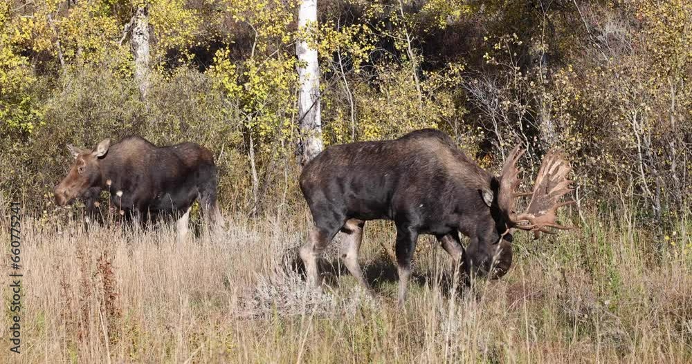Bull Moose Rutting in Autumn in Wyoming Bull Moose Rutting in Autumn in Wyoming