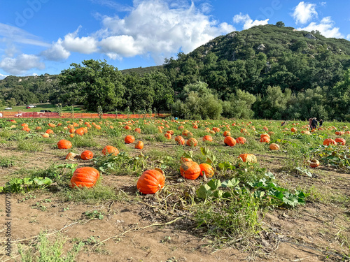 Autumn harvest of orange pumkins at hill side farmers field. High quality photo