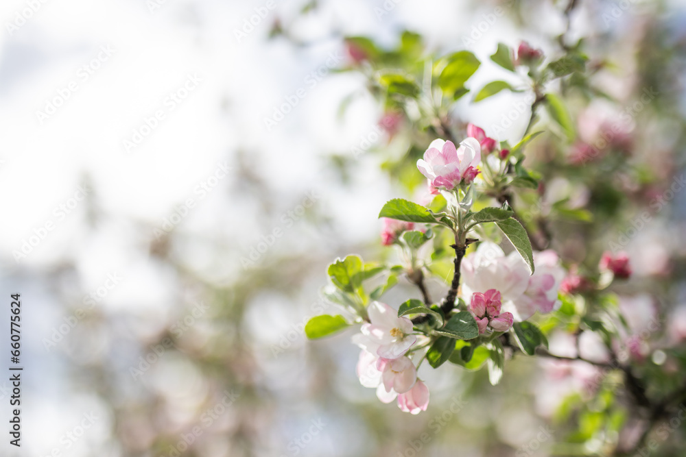 Flowers Flowers