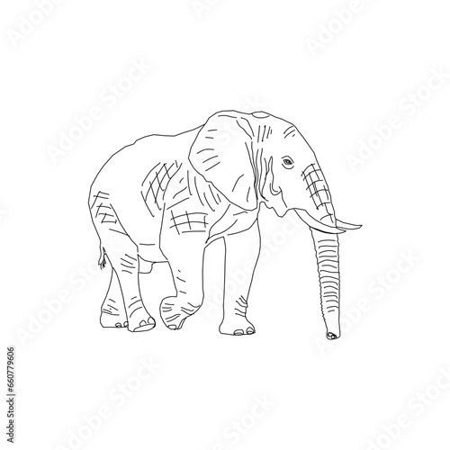 Elephant