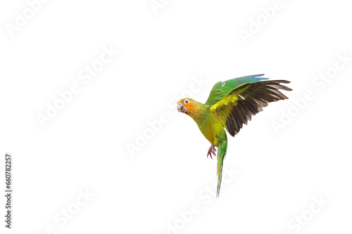 Beautiful of Brown-throated Conure flying isolated on transparent background png file