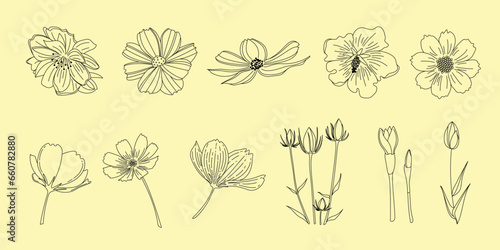 植物のシンプルイラストのセット、野の花、野の葉、ボタニカル