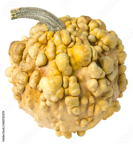 wonderful dwarf decorative pumpkin for interior decorationon a white background